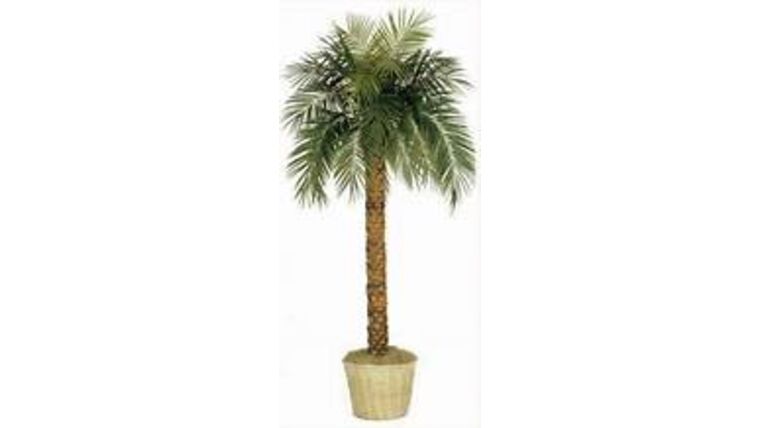 10′ Phoenix Palm Tree | Rental 10′ Phoenix Palm Tree | Rental