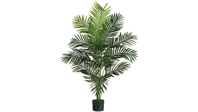 5′ Paradise Palm | Rental 5′ Paradise Palm | Rental