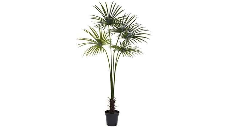 7’ Fan Palm Tree UV Resistant (Indoor/Outdoor) | Rental