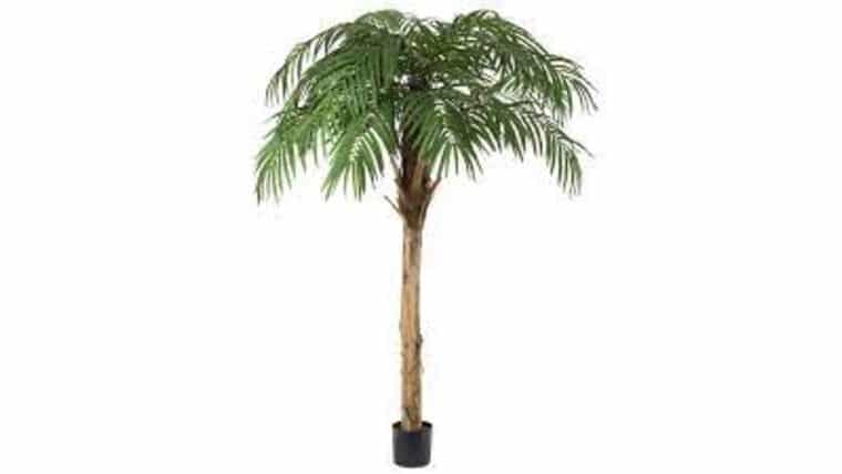 7.5′ Fountain Palm Tree | Rental 7.5′ Fountain Palm Tree | Rental