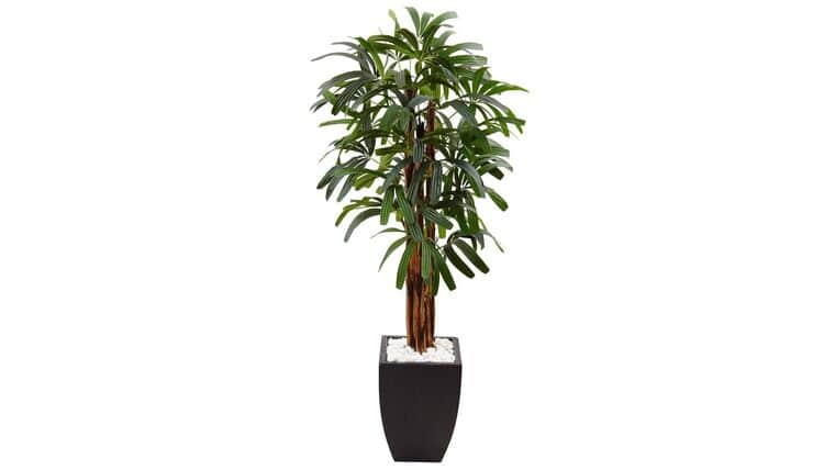 5.5’ Raphis Plam Tree in Black Planter | Rental 5.5’ Raphis Plam Tree in Black Planter | Rental